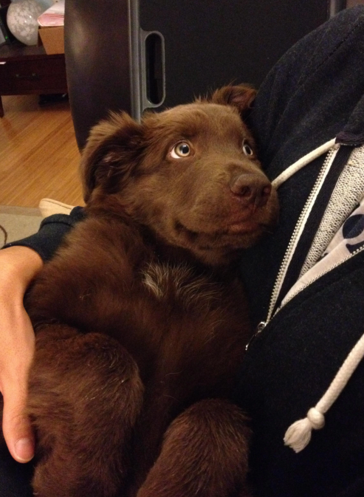 happy snuggling puppy. 